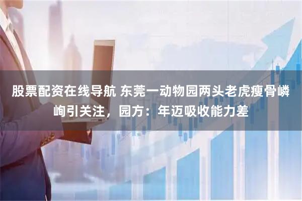 股票配资在线导航 东莞一动物园两头老虎瘦骨嶙峋引关注，园方：年迈吸收能力差